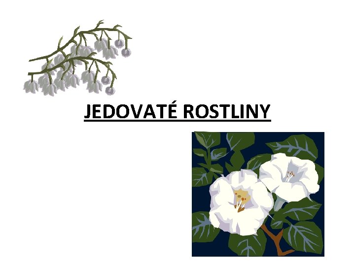 JEDOVATÉ ROSTLINY 