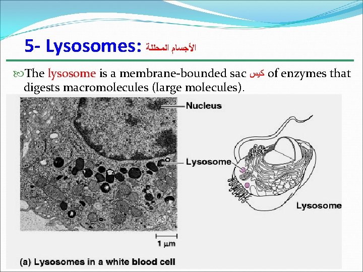 5 - Lysosomes: ﺍﻷﺠﺴﺎﻡ ﺍﻟﻤﺤﻠﻠﺔ The lysosome is a membrane-bounded sac ﻛﻴﺲ of enzymes