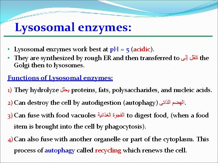 Lysosomal enzymes: • Lysosomal enzymes work best at p. H = 5 (acidic). •
