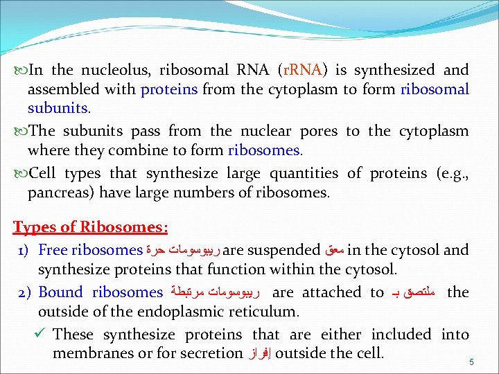  In the nucleolus, ribosomal RNA (r. RNA) is synthesized and assembled with proteins