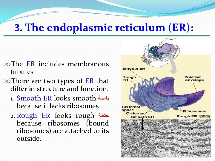 3. The endoplasmic reticulum (ER): The ER includes membranous tubules There are two types