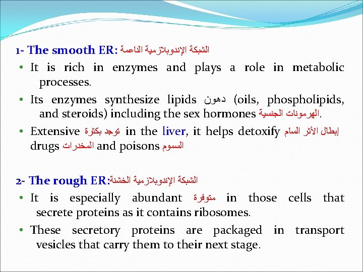 1 - The smooth ER: ﺍﻟﺸﺒﻜﺔ ﺍﻹﻧﺪﻭﺑﻼﺯﻣﻴﺔ ﺍﻟﻨﺎﻋﻤﺔ • It is rich in enzymes
