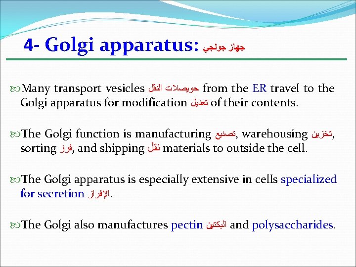 4 - Golgi apparatus: ﺟﻬﺎﺯ ﺟﻮﻟﺠﻲ Many transport vesicles ﺣﻮﻳﺼﻼﺕ ﺍﻟﻨﻘﻞ from the ER