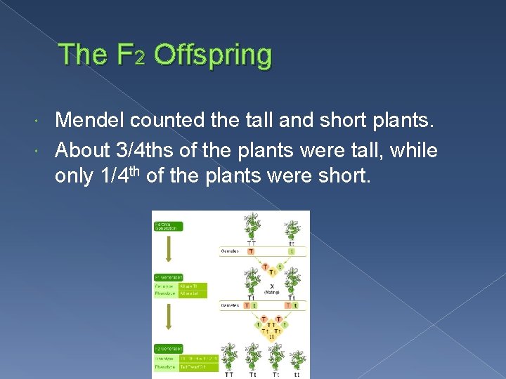 The F 2 Offspring Mendel counted the tall and short plants. About 3/4 ths