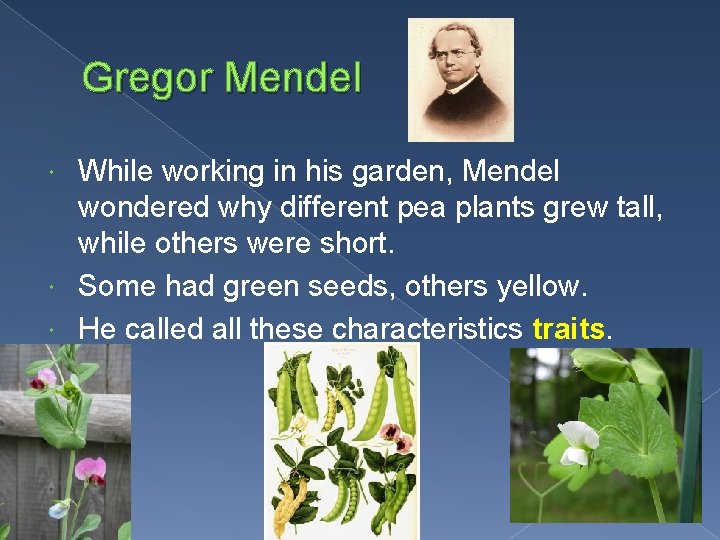Gregor Mendel While working in his garden, Mendel wondered why different pea plants grew