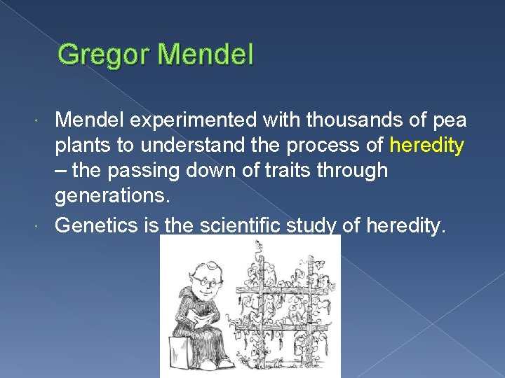 Gregor Mendel experimented with thousands of pea plants to understand the process of heredity