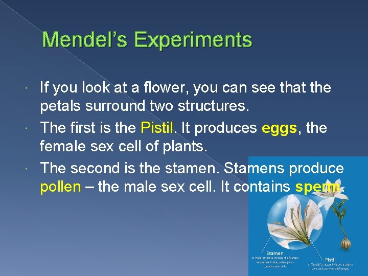 Mendel’s Experiments If you look at a flower, you can see that the petals
