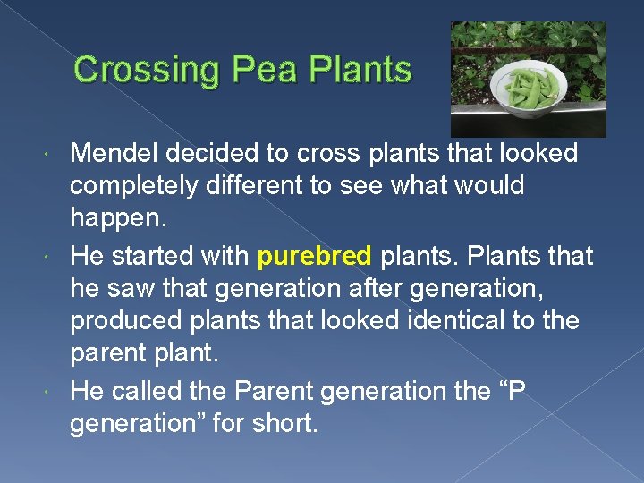 Crossing Pea Plants Mendel decided to cross plants that looked completely different to see