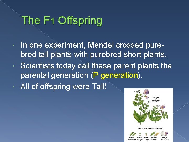 The F 1 Offspring In one experiment, Mendel crossed purebred tall plants with purebred