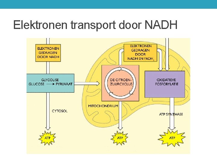 Elektronen transport door NADH 