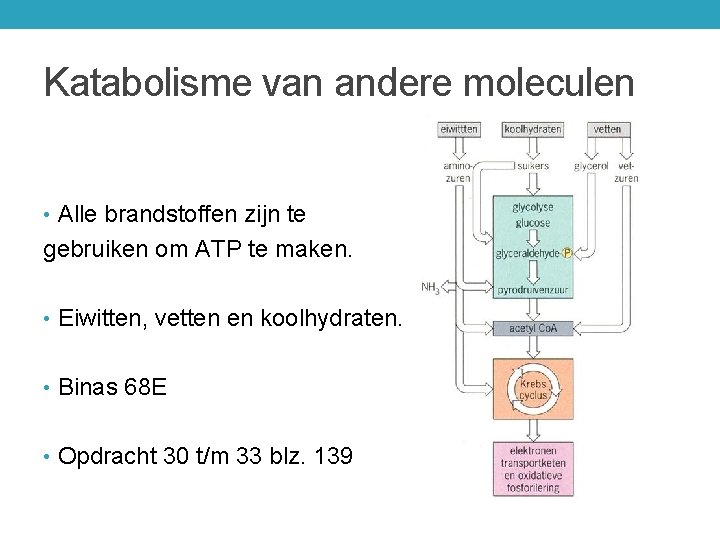 Katabolisme van andere moleculen • Alle brandstoffen zijn te gebruiken om ATP te maken.