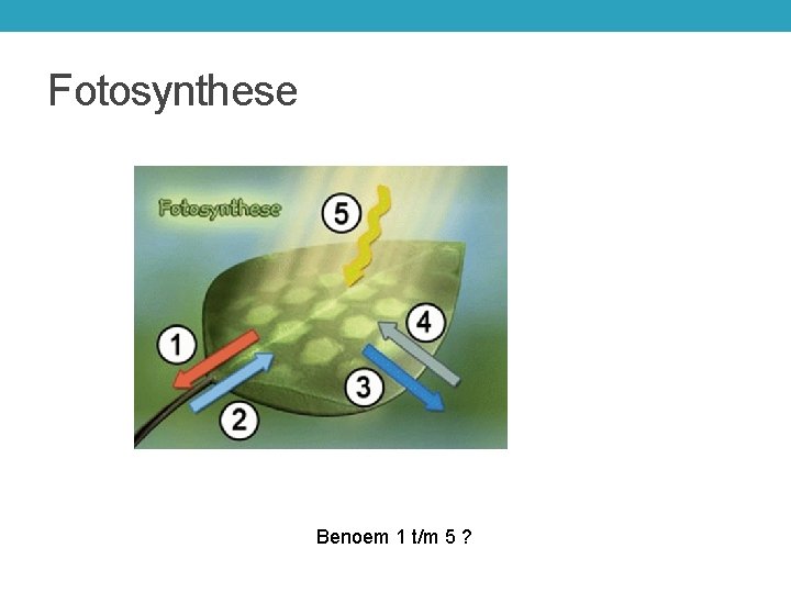 Fotosynthese Benoem 1 t/m 5 ? 