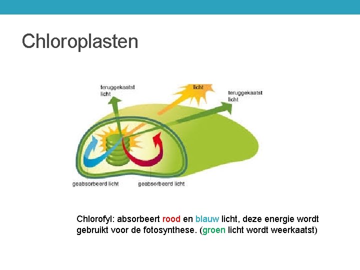 Chloroplasten Chlorofyl: absorbeert rood en blauw licht, deze energie wordt gebruikt voor de fotosynthese.