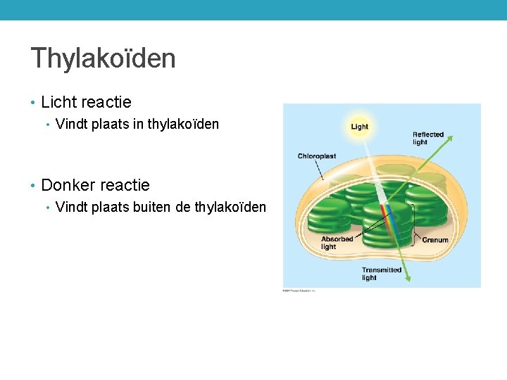 Thylakoïden • Licht reactie • Vindt plaats in thylakoïden • Donker reactie • Vindt