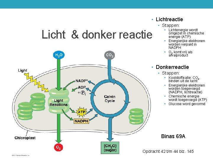  • Lichtreactie • Stappen: Licht & donker reactie • Lichtenergie wordt omgezet in