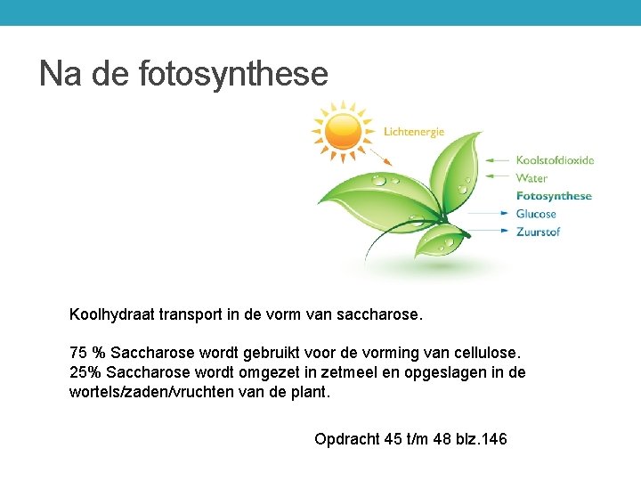 Na de fotosynthese Koolhydraat transport in de vorm van saccharose. 75 % Saccharose wordt