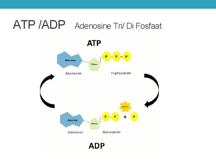 ATP /ADP Adenosine Tri/ Di Fosfaat 
