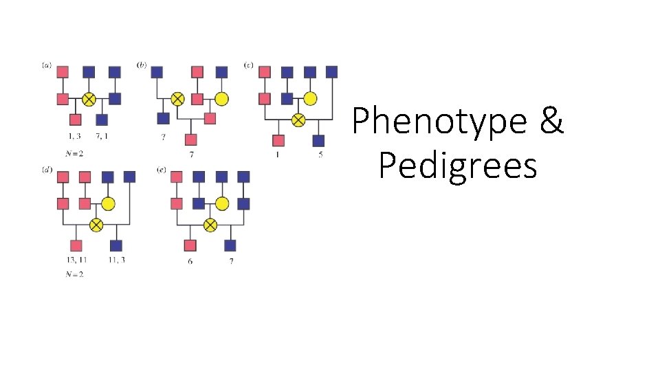 Phenotype & Pedigrees Phenotype & Pedigrees