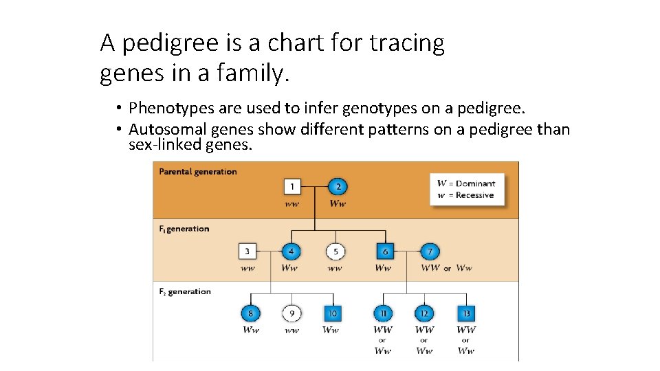 A pedigree is a chart for tracing genes in a family. • Phenotypes are A pedigree is a chart for tracing genes in a family. • Phenotypes are