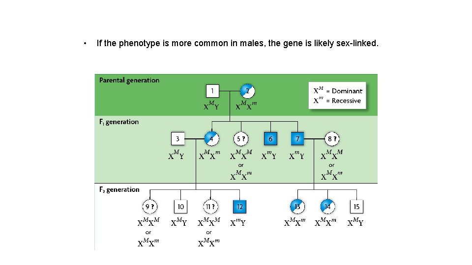 • If the phenotype is more common in males, the gene is likely • If the phenotype is more common in males, the gene is likely