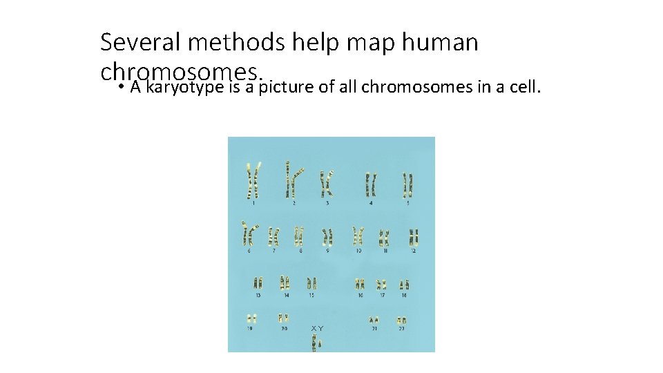 Several methods help map human chromosomes. • A karyotype is a picture of all Several methods help map human chromosomes. • A karyotype is a picture of all