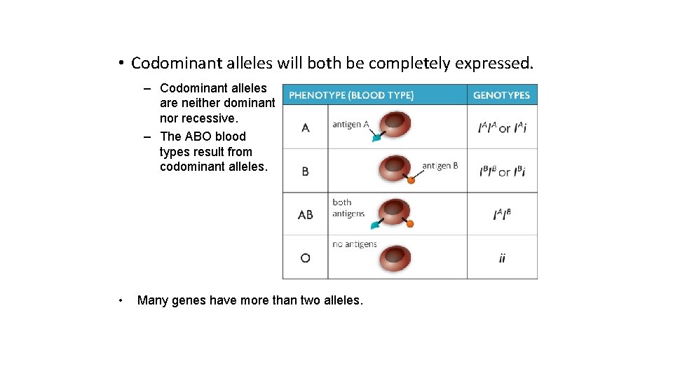 • Codominant alleles will both be completely expressed. – Codominant alleles are neither • Codominant alleles will both be completely expressed. – Codominant alleles are neither