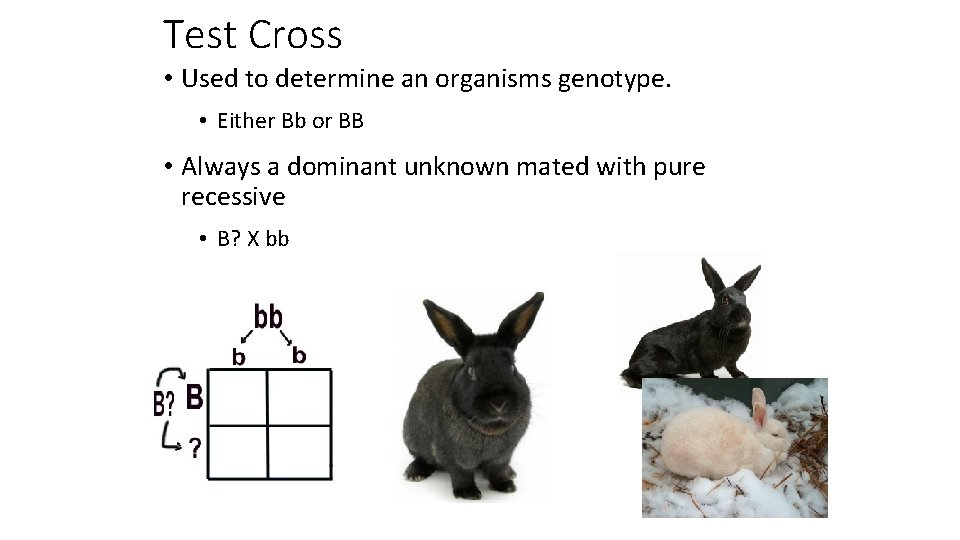 Test Cross • Used to determine an organisms genotype. • Either Bb or BB Test Cross • Used to determine an organisms genotype. • Either Bb or BB