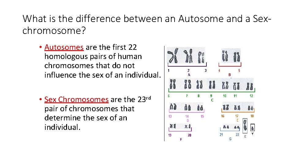 What is the difference between an Autosome and a Sexchromosome? • Autosomes are the What is the difference between an Autosome and a Sexchromosome? • Autosomes are the