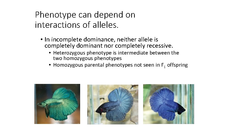 Phenotype can depend on interactions of alleles. • In incomplete dominance, neither allele is Phenotype can depend on interactions of alleles. • In incomplete dominance, neither allele is