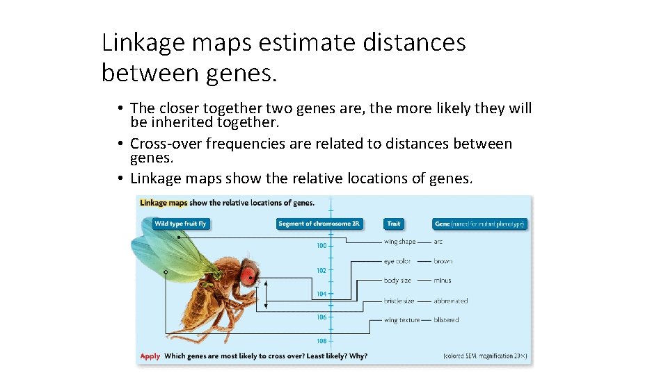 Linkage maps estimate distances between genes. • The closer together two genes are, the Linkage maps estimate distances between genes. • The closer together two genes are, the