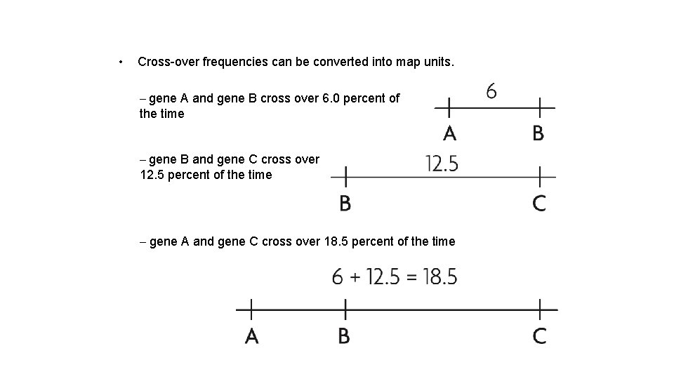 • Cross-over frequencies can be converted into map units. – gene A and • Cross-over frequencies can be converted into map units. – gene A and