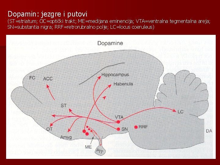 Dopamin: jezgre i putovi (ST=striatum; OC=optički trakt; ME=medijana eminencija; VTA=ventralna tegmentalna areja; SN=substantia nigra;