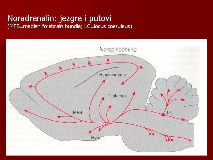 Noradrenalin: jezgre i putovi (MFB=median forebrain bundle; LC=locus coeruleus) 