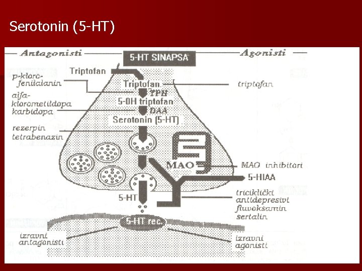Serotonin (5 -HT) 