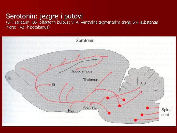 Serotonin: jezgre i putovi (ST=striatum; OB=olfaktorni bulbus; VTA=ventralna tegmentalna areja; SN=substantia nigra; Hyp=hipotalamus) 