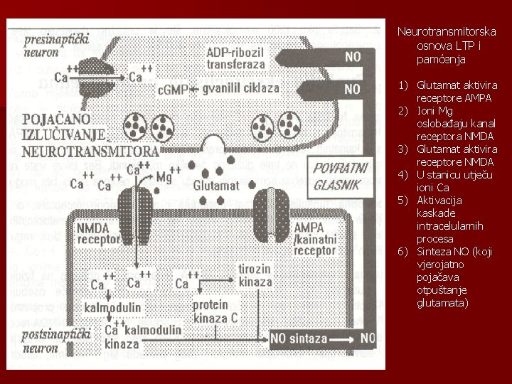 Neurotransmitorska osnova LTP i pamćenja 1) Glutamat aktivira receptore AMPA 2) Ioni Mg oslobađaju