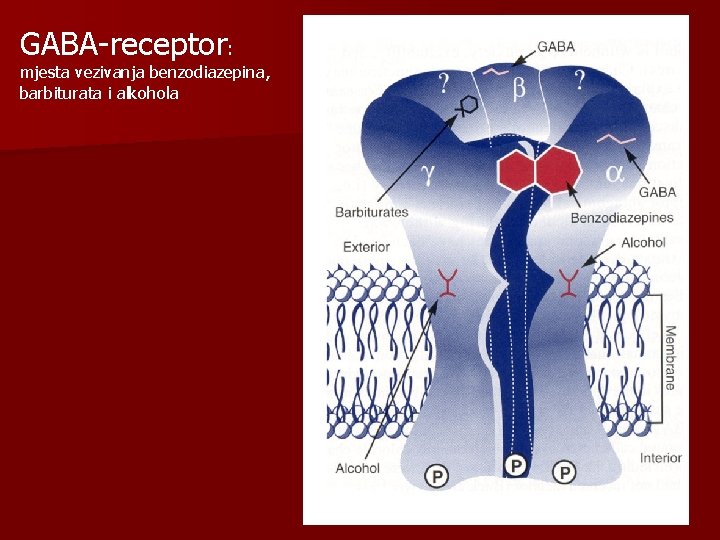 GABA-receptor: mjesta vezivanja benzodiazepina, barbiturata i alkohola 