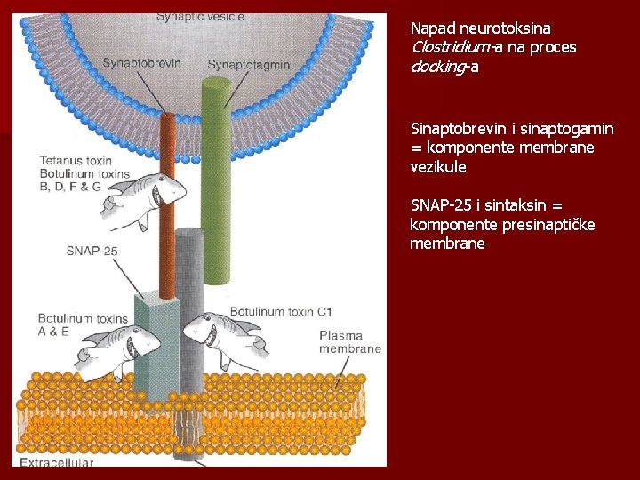 Napad neurotoksina Clostridium-a na proces docking-a Sinaptobrevin i sinaptogamin = komponente membrane vezikule SNAP-25
