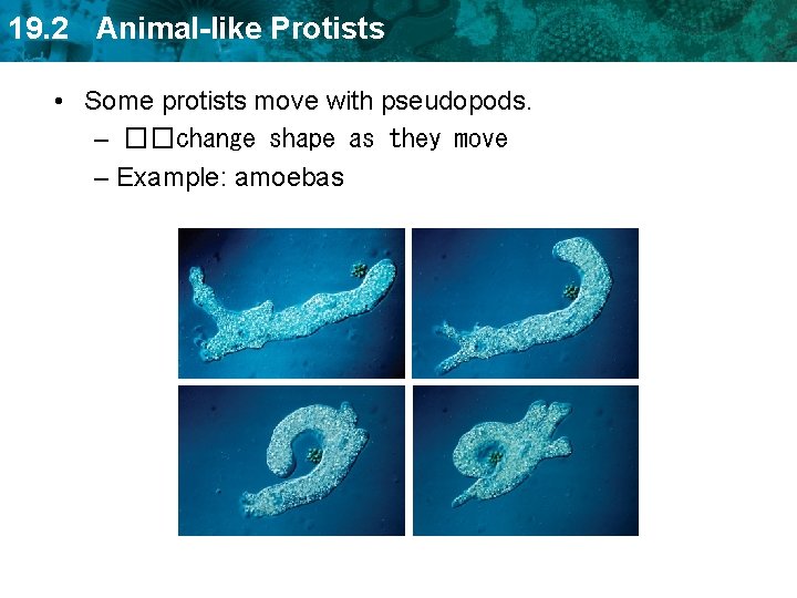 19. 2 Animal-like Protists • Some protists move with pseudopods. – ��change shape as