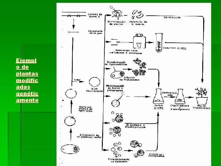 Ejempl o de plantas modific adas genétic amente 