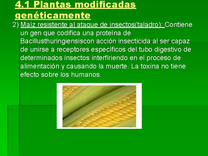 4. 1 Plantas modificadas genéticamente 2) Maíz resistente al ataque de insectos(taladro): Contiene un