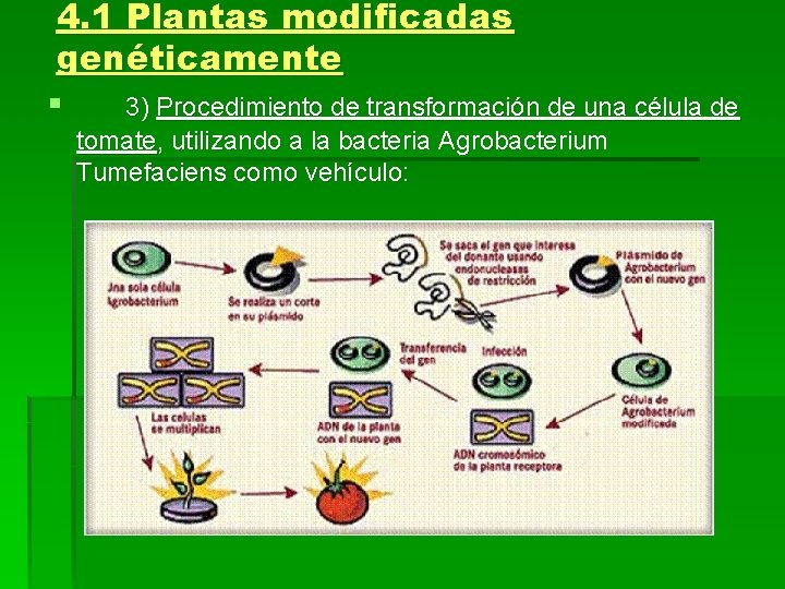 4. 1 Plantas modificadas genéticamente § 3) Procedimiento de transformación de una célula de