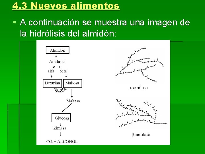 4. 3 Nuevos alimentos § A continuación se muestra una imagen de la hidrólisis