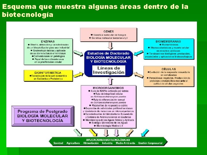 Esquema que muestra algunas áreas dentro de la biotecnología 