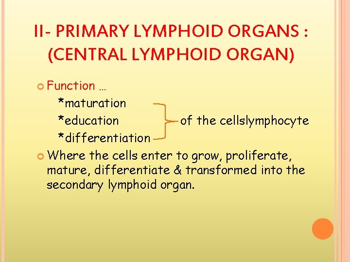 II- PRIMARY LYMPHOID ORGANS : (CENTRAL LYMPHOID ORGAN) Function … *maturation *education of the