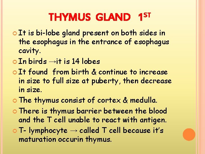 THYMUS GLAND 1 ST It is bi-lobe gland present on both sides in the