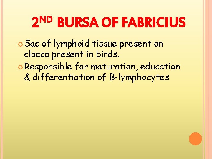 2 ND BURSA OF FABRICIUS Sac of lymphoid tissue present on cloaca present in