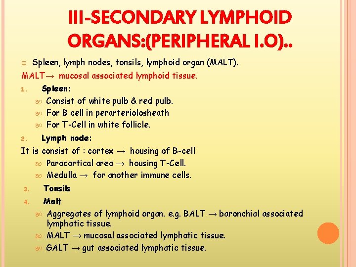 III-SECONDARY LYMPHOID ORGANS: (PERIPHERAL I. O). . Spleen, lymph nodes, tonsils, lymphoid organ (MALT).