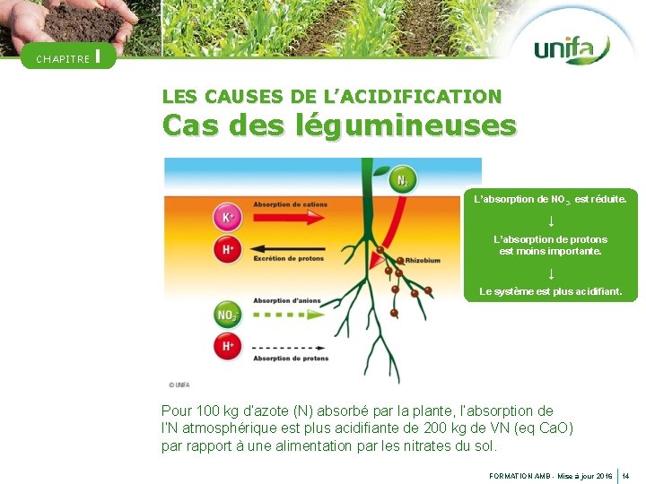 CHAPITRE I LES CAUSES DE L’ACIDIFICATION Cas des légumineuses L’absorption de NO 3 -