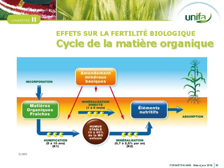CHAPITRE II EFFETS SUR LA FERTILITÉ BIOLOGIQUE Cycle de la matière organique FORMATION AMB